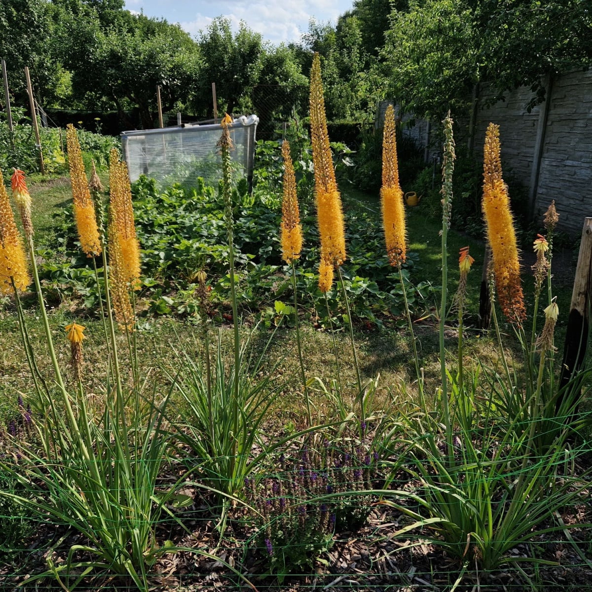 Liliochvostec Kleopatra - Eremurus - hlízy liliochvostce - 1 ks