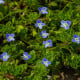 Rozrazil rezekvítek - Veronica chamaedrys - semena rozrazilu - 25 ks