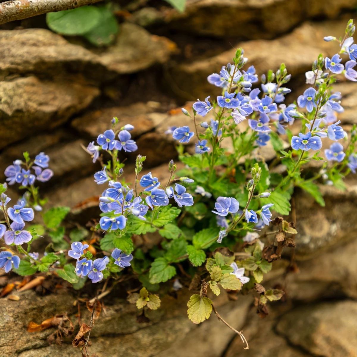 Rozrazil rezekvítek - Veronica chamaedrys - semena rozrazilu - 25 ks