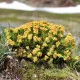 Rozchodnice růžová - Rhodiola rosea - semena rozchodnice - 8 ks