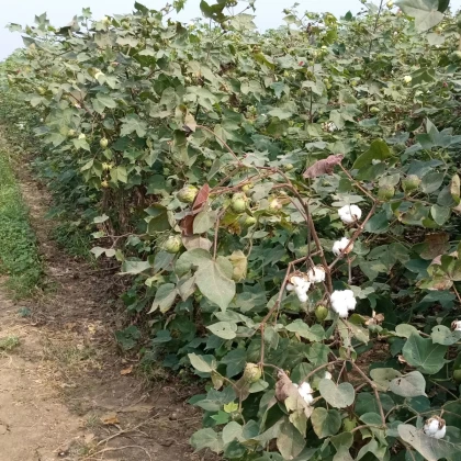 Bavlník bylinný - Gossypium herbaceum - semena bavlníku - 6 ks