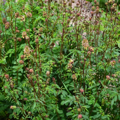 Krvavec menší - Sanguisorba minor - semena krvavce - 8 ks