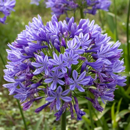 Kalokvět modrý - Agapanthus praecox - semena kalokvětu - 8 ks