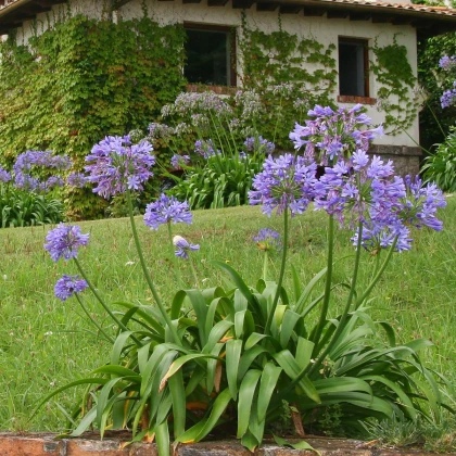 Kalokvět modrý - Agapanthus praecox - semena kalokvětu - 8 ks