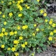 Mochna nátržník - Potentilla erecta - semena mochny - 8 ks