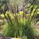 Ozdobný rákos - Gahnia trifida - semena ozdobného rákosu - 10 ks