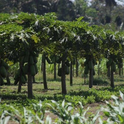 Papája Mamba Nunba - Carica papaya - semena papáji - 4 ks