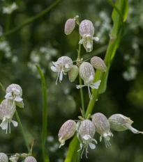 Silenka nadmutá Stridolo - Silene inflata - semena silenky - 0,2 g