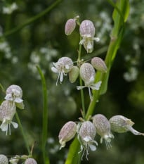 Silenka nadmutá Stridolo - Silene inflata - semena silenky - 380 ks