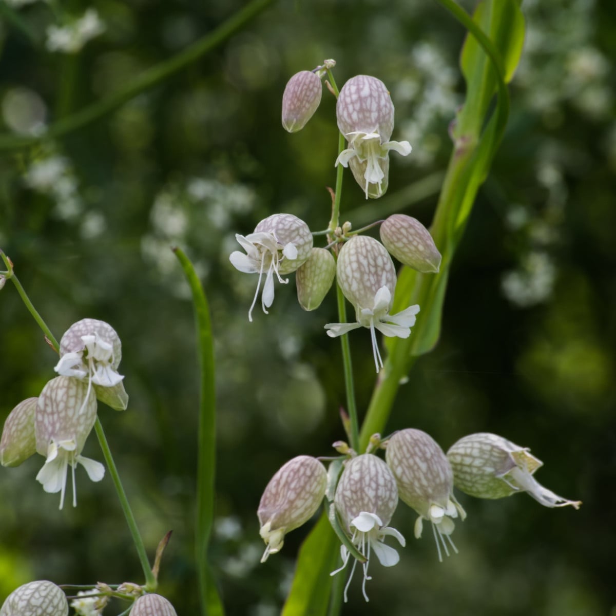 Silenka nadmutá Stridolo - Silene inflata - semena silenky - 380 ks