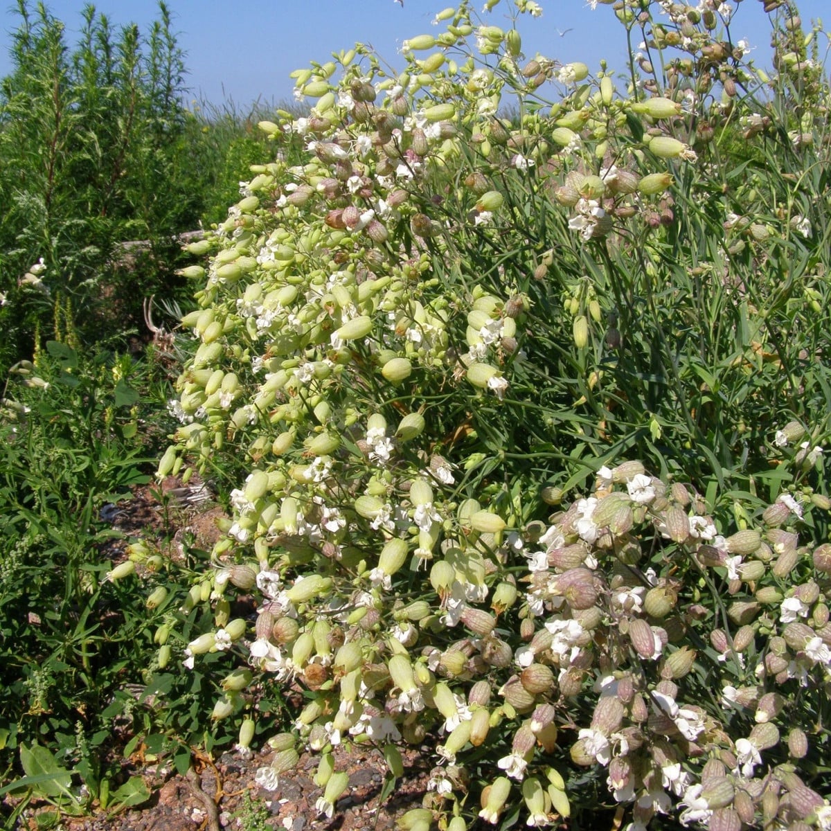 Silenka nadmutá Stridolo - Silene inflata - semena silenky - 0,2 g