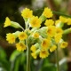 Prvosenka jarní - Primula veris - semena prvosenky - 50 ks