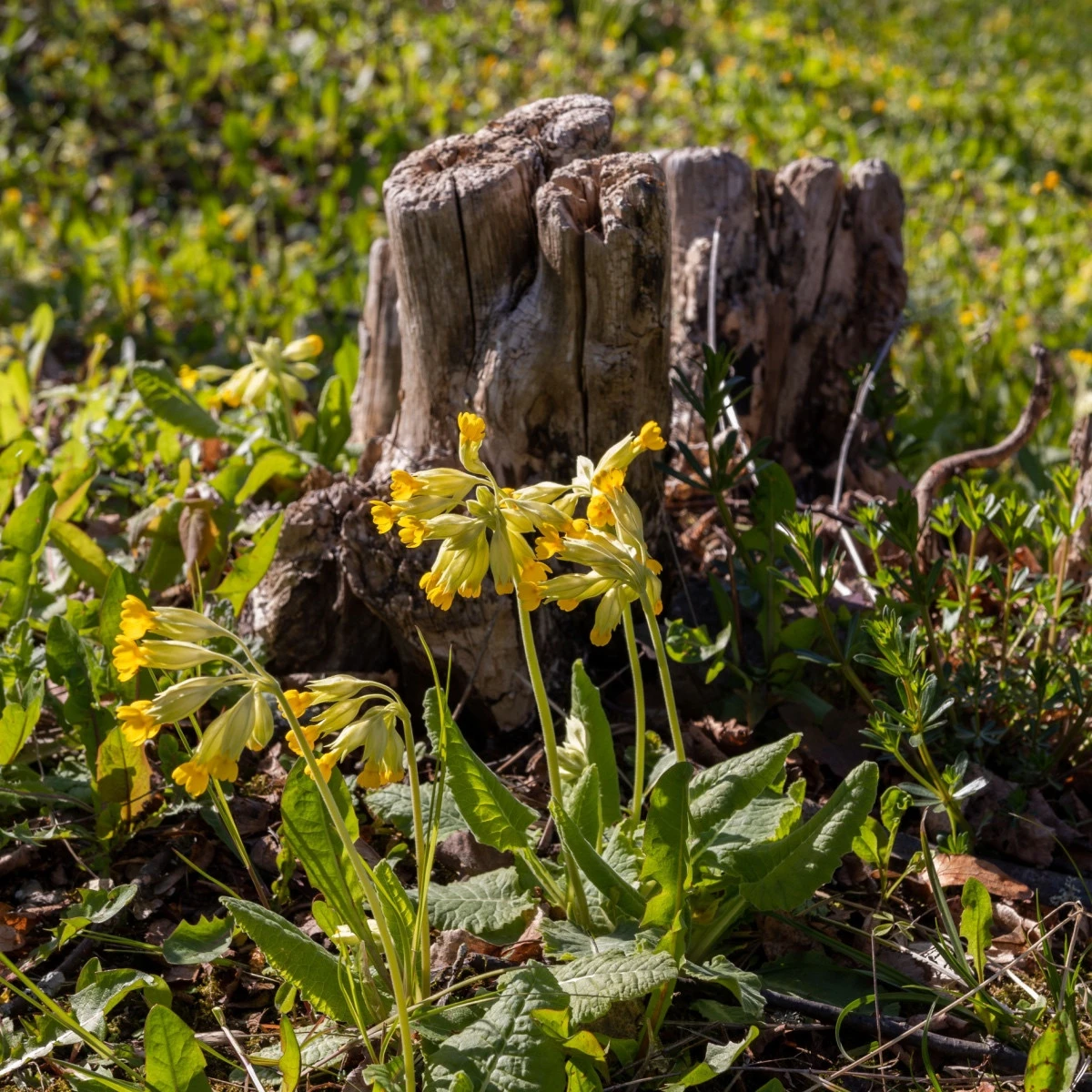 Prvosenka jarní - Primula veris - semena prvosenky - 50 ks