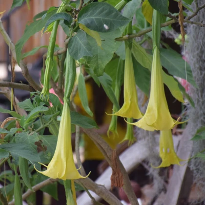Durman metelový žlutý - Datura metel - semena durmanu - 5 ks