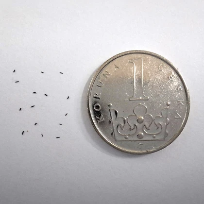 Rosnatka kapská Compact Rosette - Drosera capensis - semena rosnatky - 15 ks