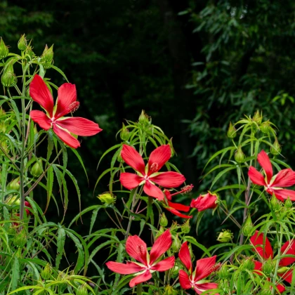 Ibišek šarlatový - Hibiscus coccineus - semena ibišku - 15 ks