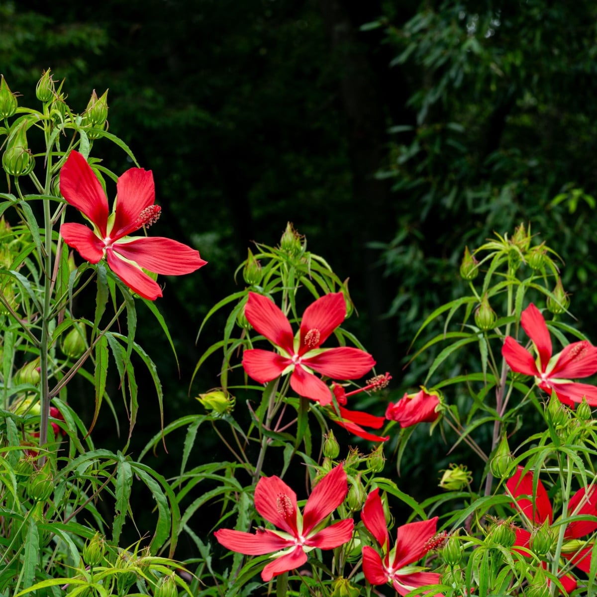 Ibišek šarlatový - Hibiscus coccineus - semena ibišku - 15 ks
