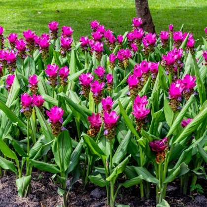 Kurkuma růžová - Curcuma alismatifolia - hlízy kurkumy - 1 ks