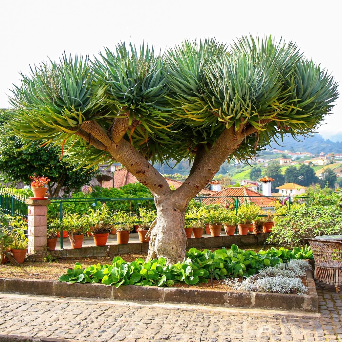 Dračinec obrovský - Draceana draco - semena dračince - 4 ks