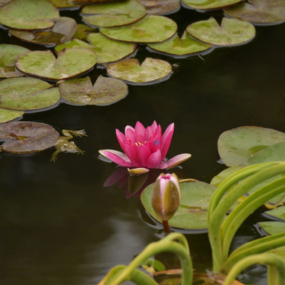 Leknín červený - Nymphaea caerulea - semena leknínu - 5 ks