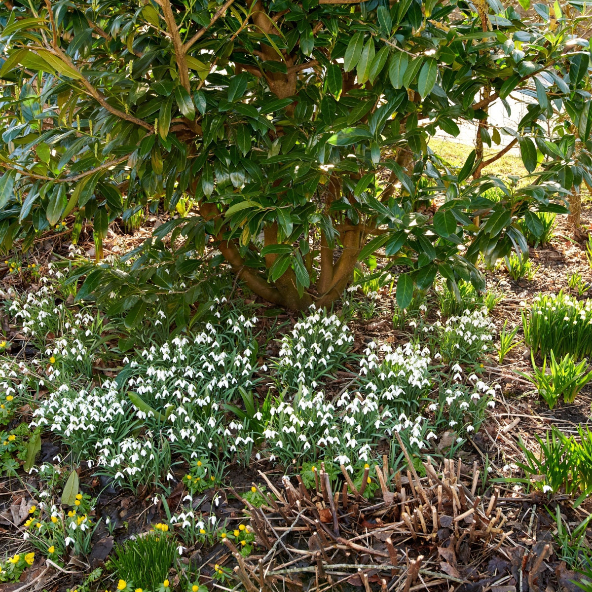 Sněženka Woronova - Galanthus woronowii - cibule sněženky - 3 ks