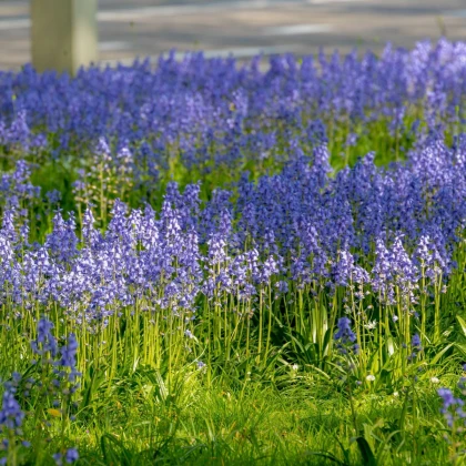 Hyacintovec španělský modrý - Hyacinthoides hispanica - cibule hyacintovce - 5 ks