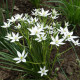 Snědek - Ornithogalum umbellatum - cibule snědku - 3 ks