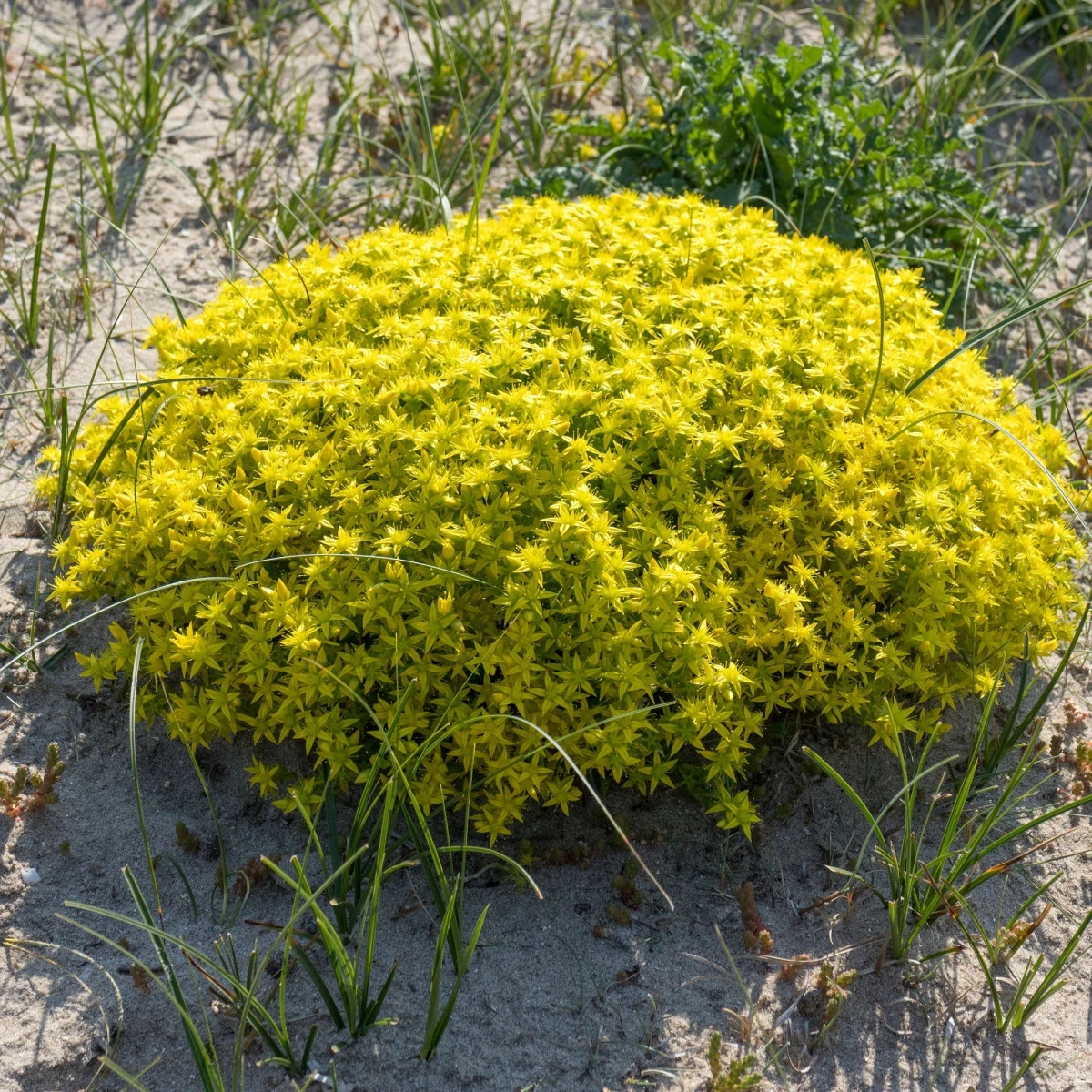 Rozchodník prudký - Sedum acre - semena rozchodníku - 100 ks