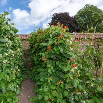 Fazole šarlatová pnoucí Hestia - Phaseolus coccineus - semena fazole - 10 ks
