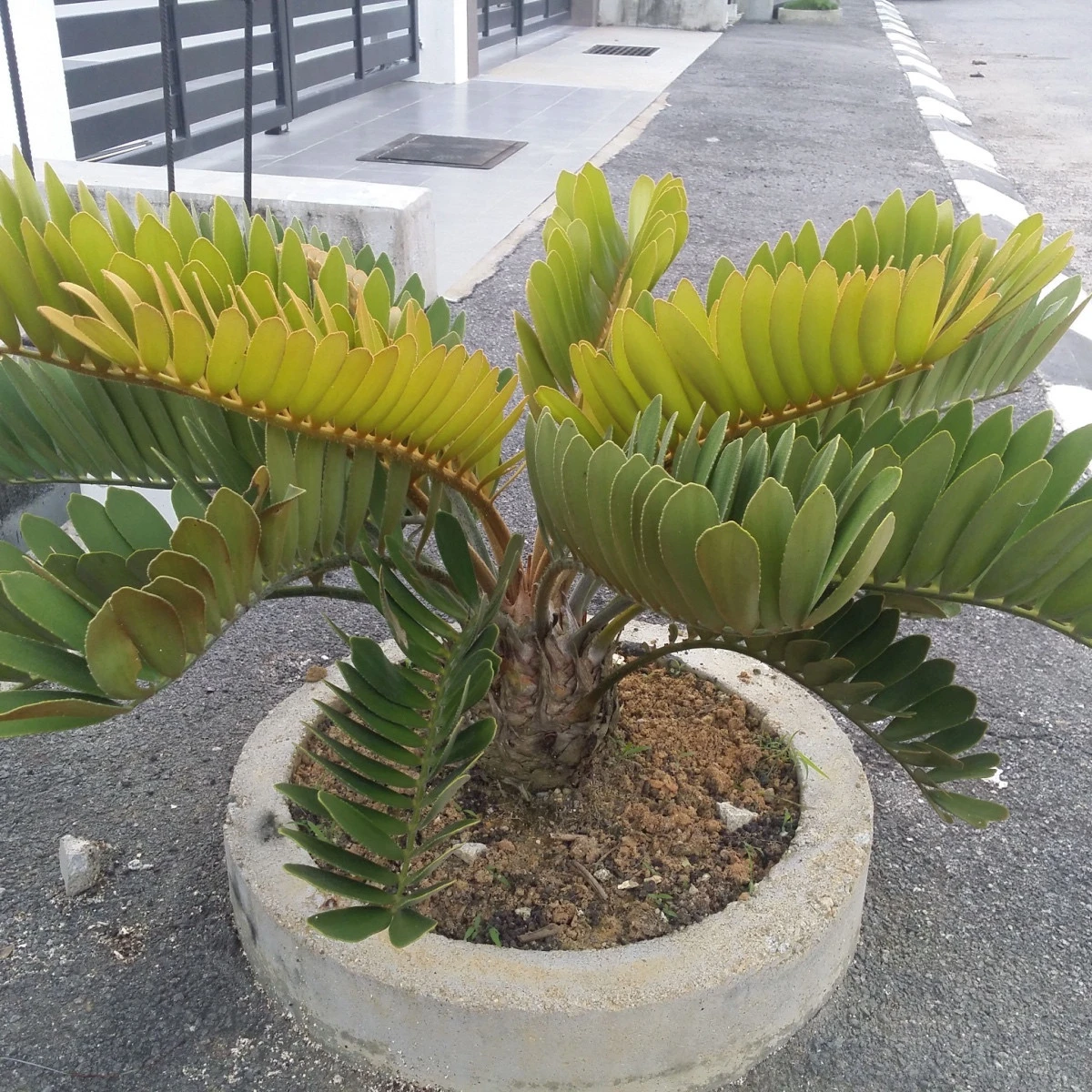 Keják otrubnatý - Cykas - Zamia furfuracea - semena cykasu - 2 ks