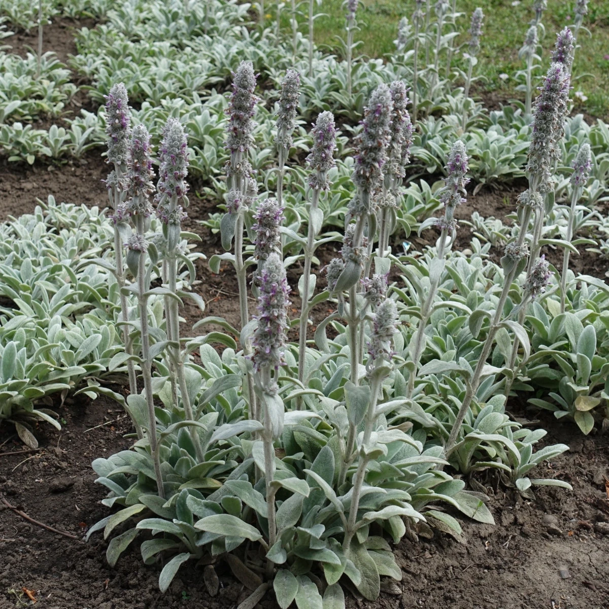 Čistec vlnatý - Stachys byzantina - semena čistce - 50 ks