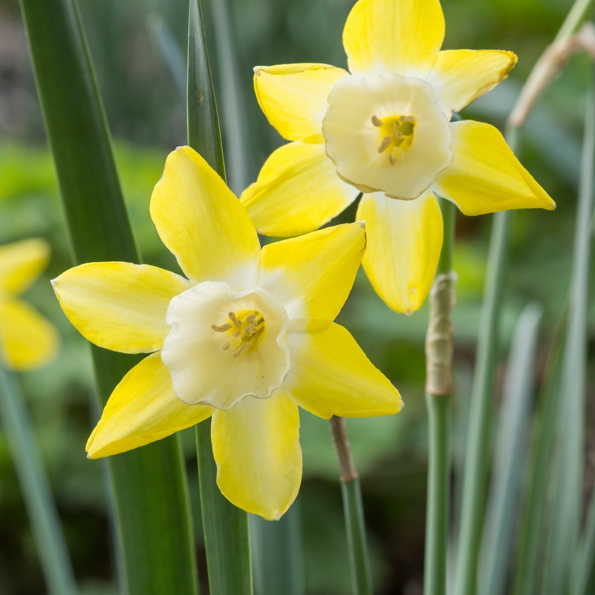 Narcis Hillstar - Narcissus - cibule narcisu - 3 ks