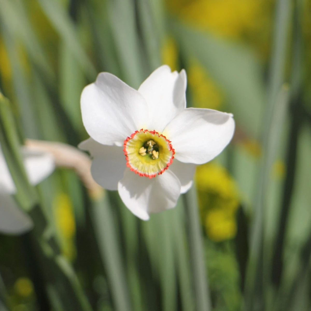 Narcis Dreamlight - Narcissus - cibule narcisu - 3 ks