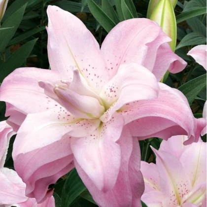 Lilie Lotus Queen - Lilium - cibule lilie - 1 ks
