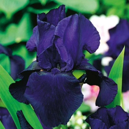 Kosatec německý Dudky Challenger - Iris germanica - hlízy kosatce - 1 ks