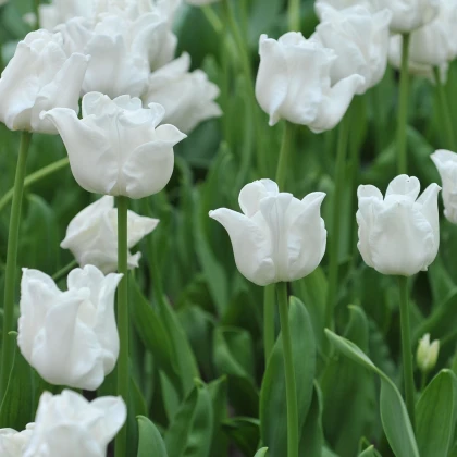 Tulipán Liberstar White - Tulipa - cibule tulipánu - 3 ks