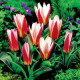 Tulipán Hearts Delight - Tulipa - cibule tulipánu - 3 ks