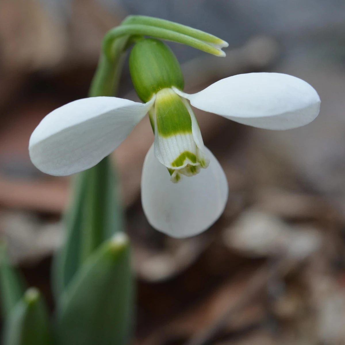 Sněženka Polar Bear - Galanthus elwesii - cibule sněženky - 3 ks