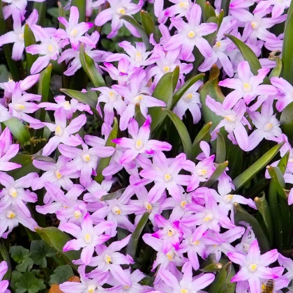 Ladonička Pink Giant - Chionodoxa forbesii - cibule ladoničky - 5 ks