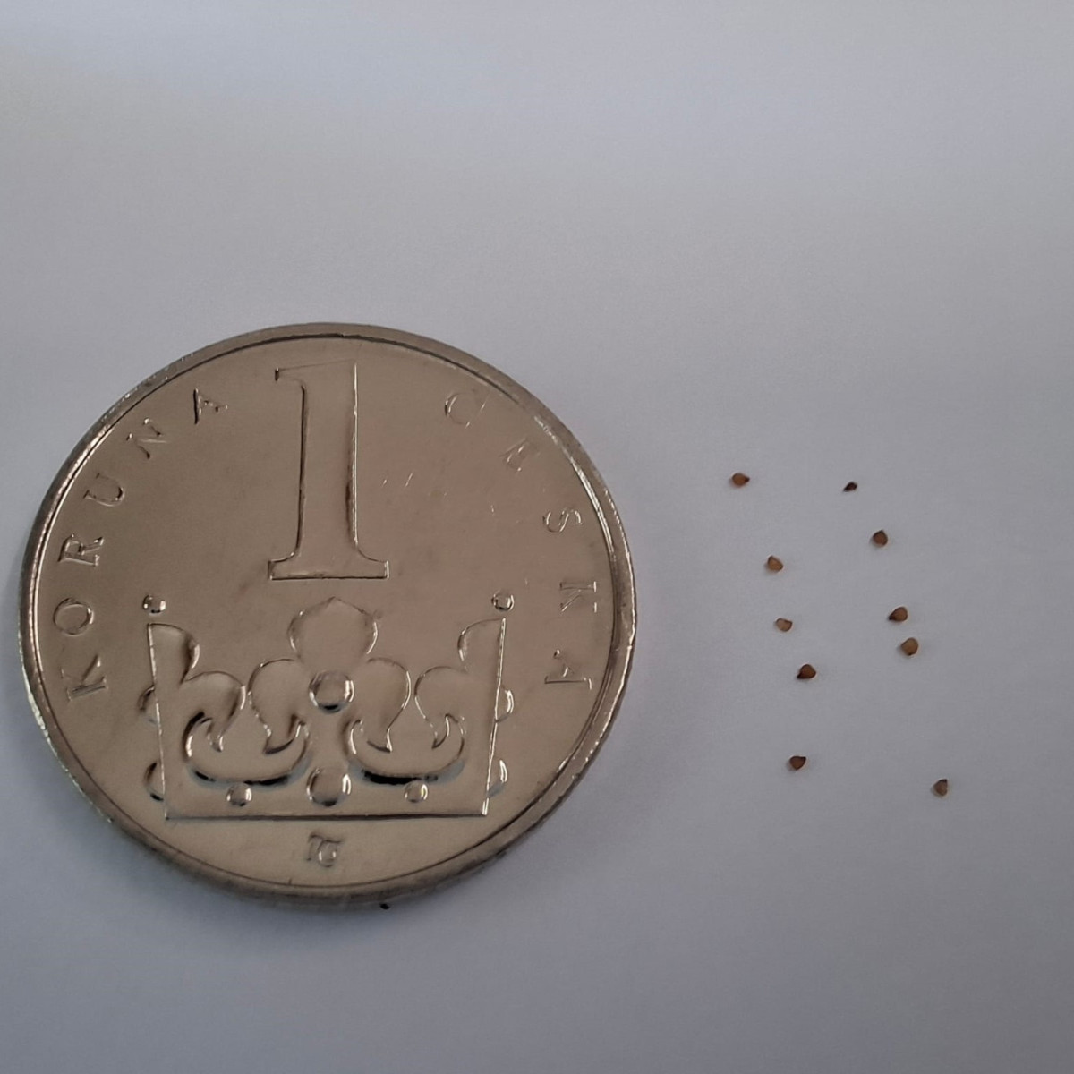 Lithops dinteri Dintergreen - semena lithopsu - 10 ks