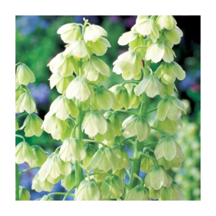 Řebčík perský bílý - Fritillaria persica - cibule řebčíku - 1 ks