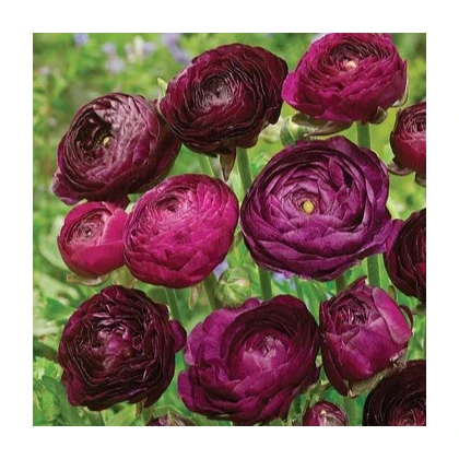 Pryskyřník plnokvětý Tomer Purple - Ranunculus asiaticus - hlízy pryskyřníku - 3 ks