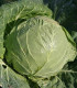 BIO Bílé zelí Premier - prodej bio semen - Brassica oleracea - 0,3 gr