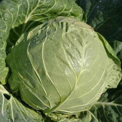 BIO Bílé zelí Premier - prodej bio semen - Brassica oleracea - 0,3 gr