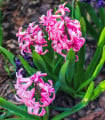 Hyacint mnohokvětý růžový - Hyacinthus - cibule hyacintu - 1 ks