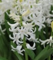 Hyacint mnohokvětý bílý - Hyacinthus - cibule hyacintu - 1 ks