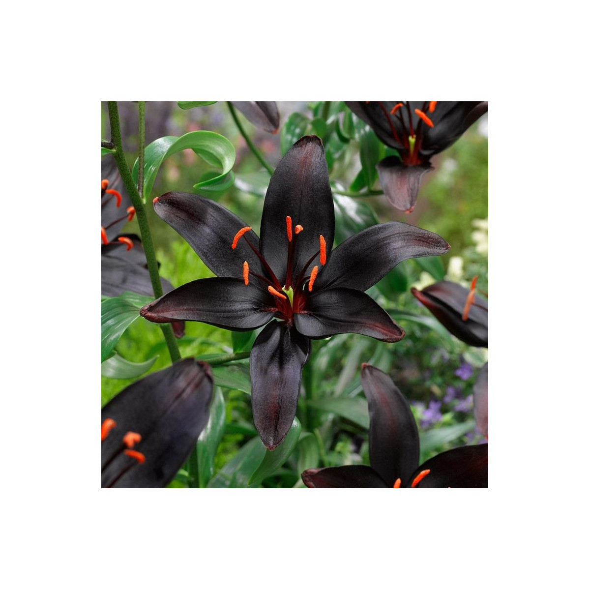 Lilie Blacklist - Lilium - cibule lilie - 1 ks