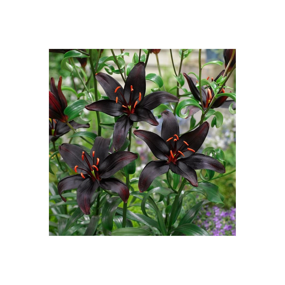Lilie Blacklist - Lilium - cibule lilie - 1 ks