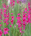 Mečík obecný - Gladiolus - hlízy mečíku - 3 ks