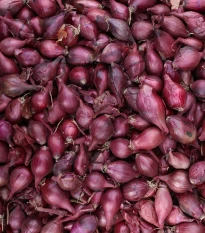 Cibule sazečka ozimá Akado - Allium cepa - cibulky - 250 g